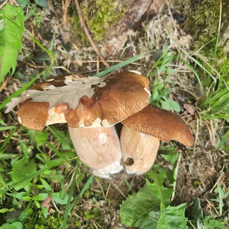 Feriepark Derus Domb Vendeghazak Szuha