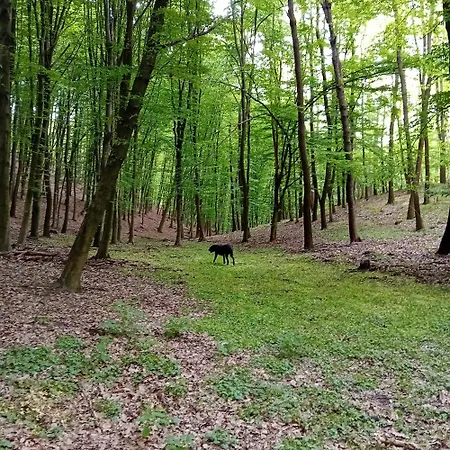 Holiday park Derus Domb Vendeghazak
